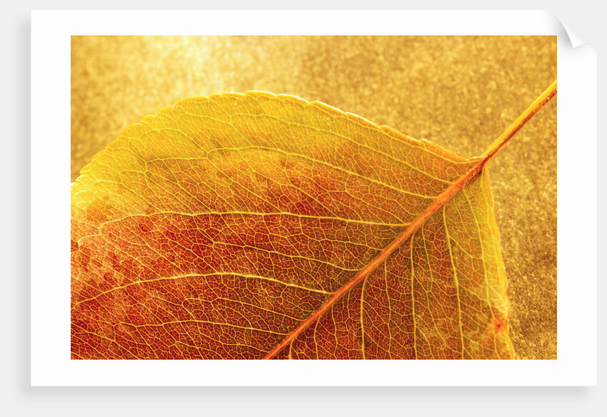 Autumn Leaf by Anonymous