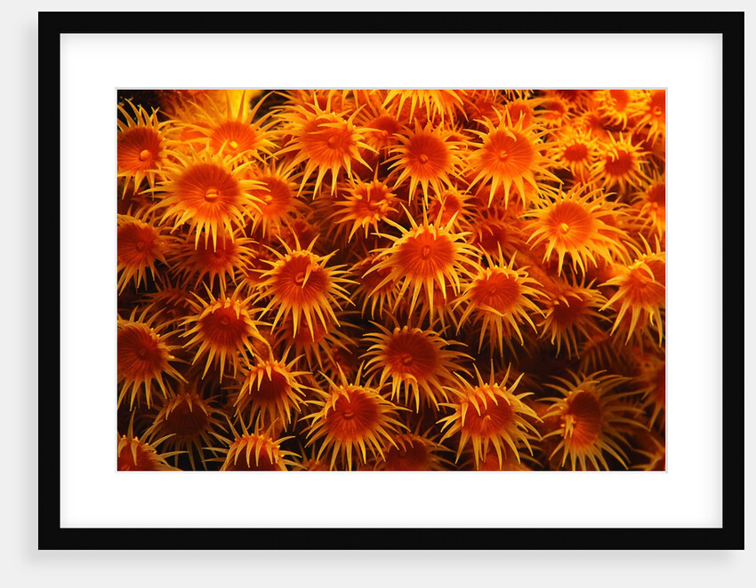 Yellow Anemones by Anonymous