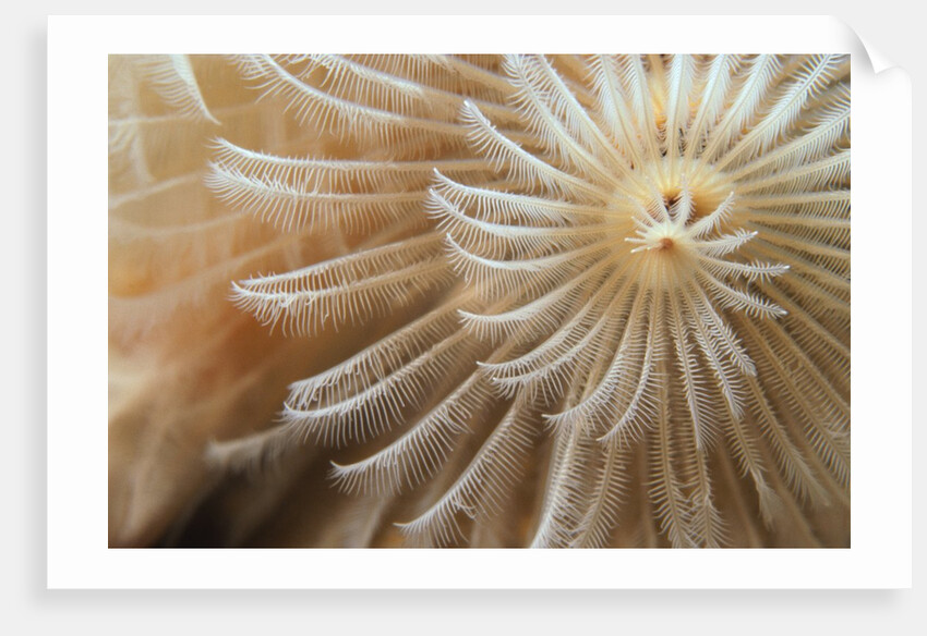 White Christmas Tree Worm by Anonymous