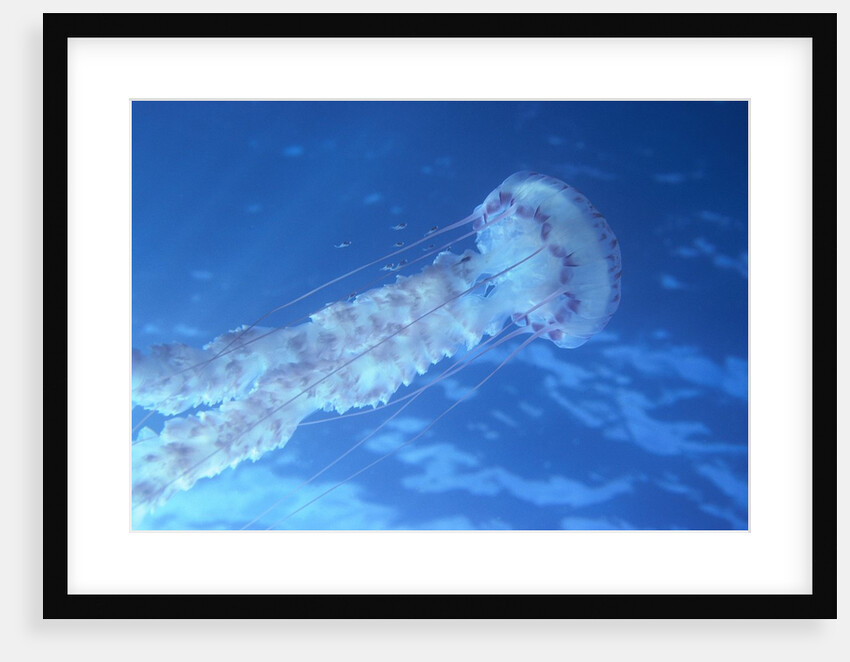 Purple Jellyfish (Pelagia panopyra) by Anonymous