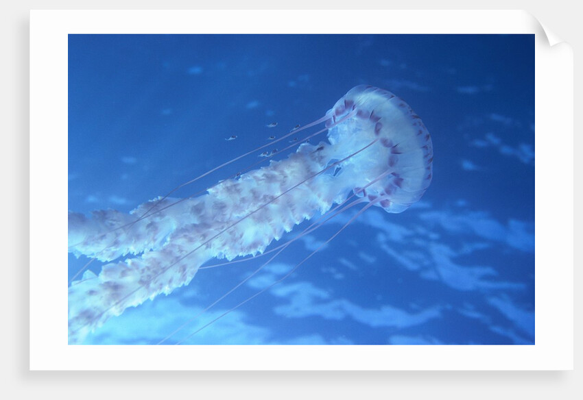 Purple Jellyfish (Pelagia panopyra) by Anonymous