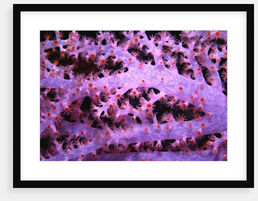 Purple Soft Coral by Anonymous