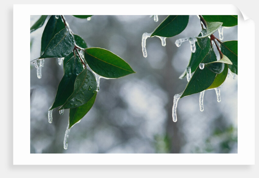 Ice Hanging from Leaves by Anonymous