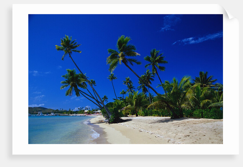 Palm Trees Growing at Beach by Anonymous