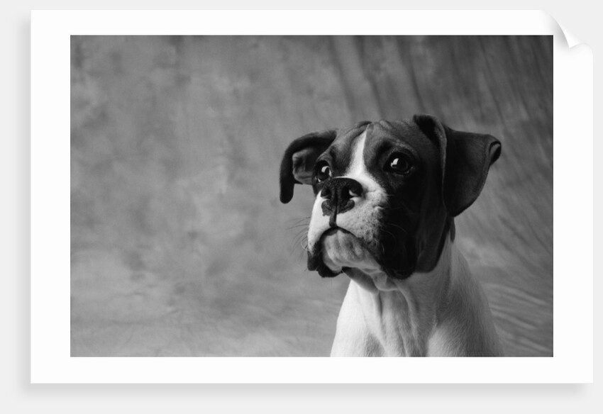 Face of American Bulldog by Anonymous