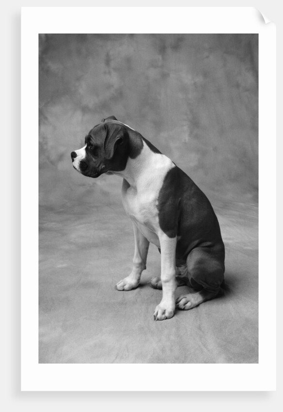 Boxer Puppy by Anonymous