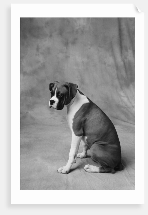 Dog Looking to Side by Anonymous