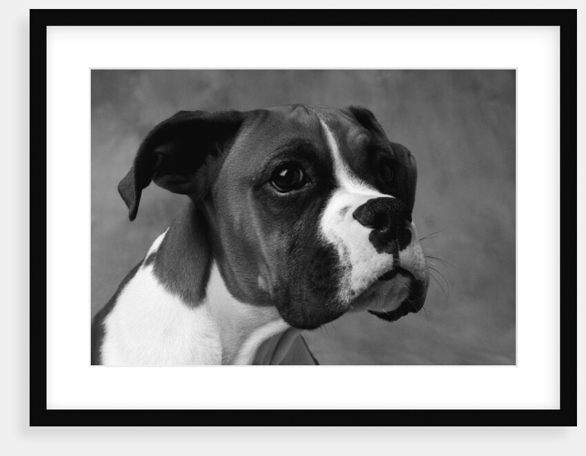 Boxer Puppy by Anonymous