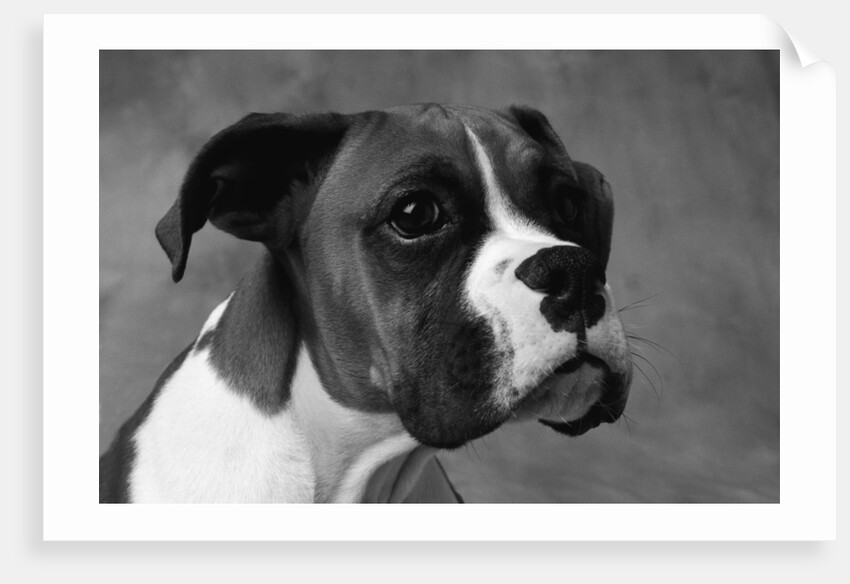 Boxer Puppy by Anonymous