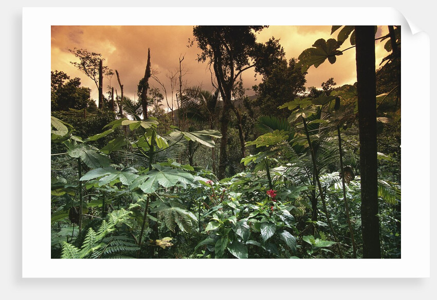 El Yunque Rainforest by Anonymous