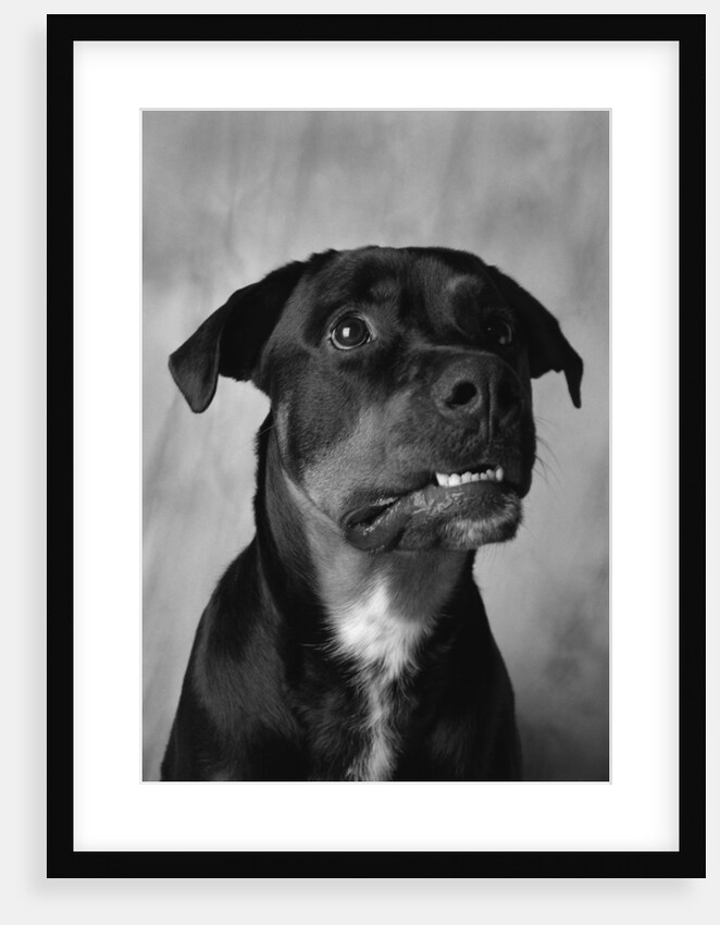 Dog Looking up Anxiously by Anonymous
