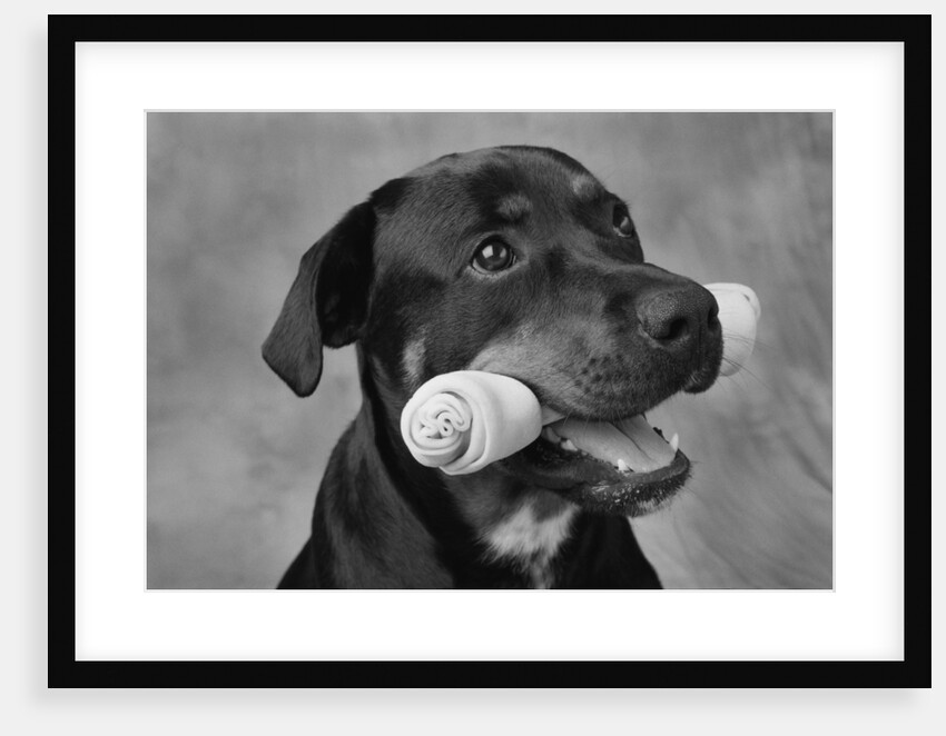 Dog Holding Bone in Mouth by Anonymous
