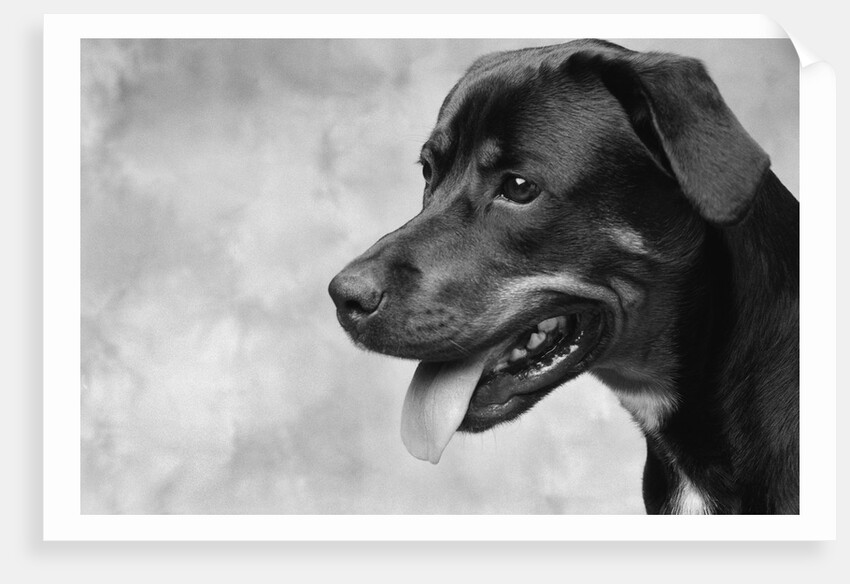 Profile of Dog's Face by Anonymous