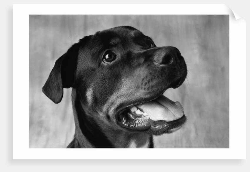 Dog Looking up by Anonymous