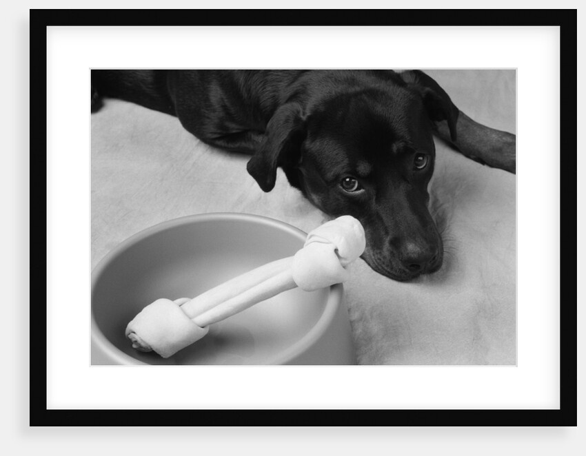 Dog Looking Sadly at Bone by Anonymous