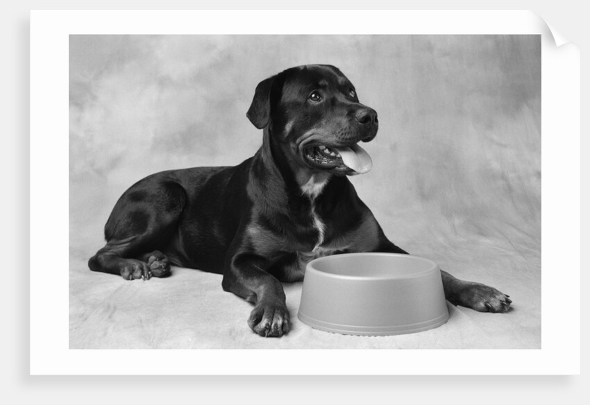 Dog Waiting at Bowl by Anonymous