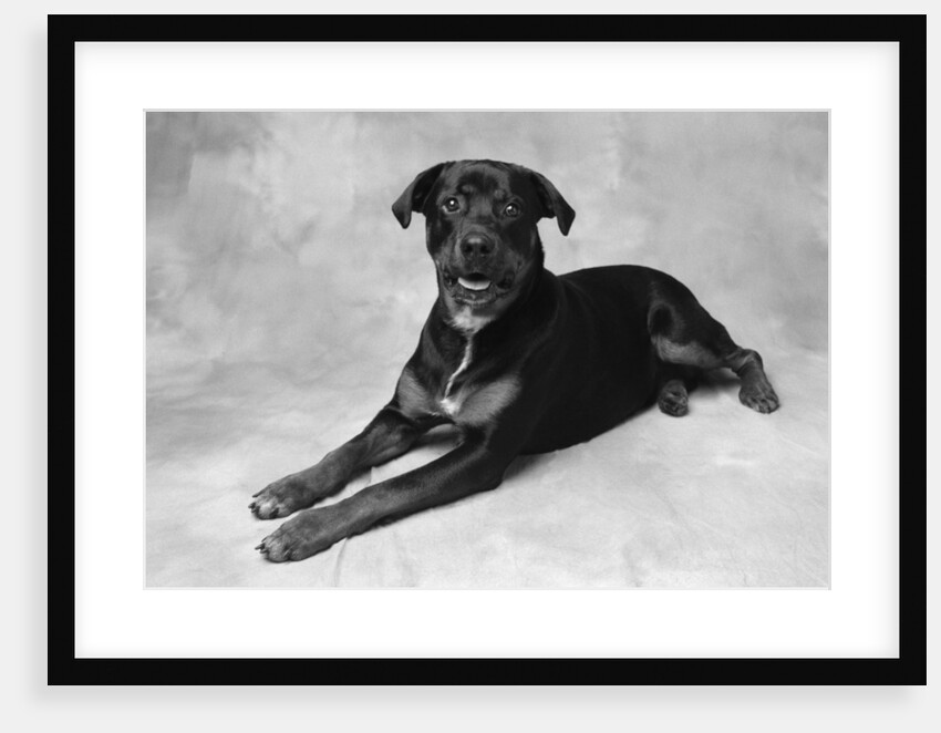 Dog Lying with Head up by Anonymous