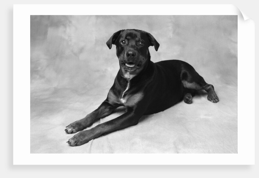 Dog Lying with Head up by Anonymous