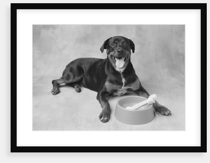 Dog Lying by Bowl by Anonymous
