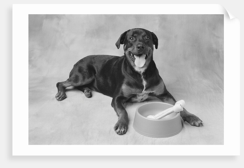 Dog Lying by Bowl by Anonymous