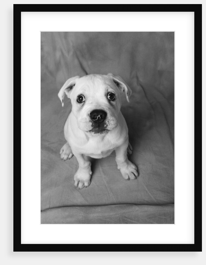 Bulldog Puppy Looking up Sadly by Anonymous