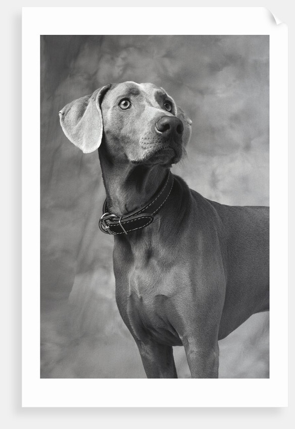 Weimaraner by Anonymous