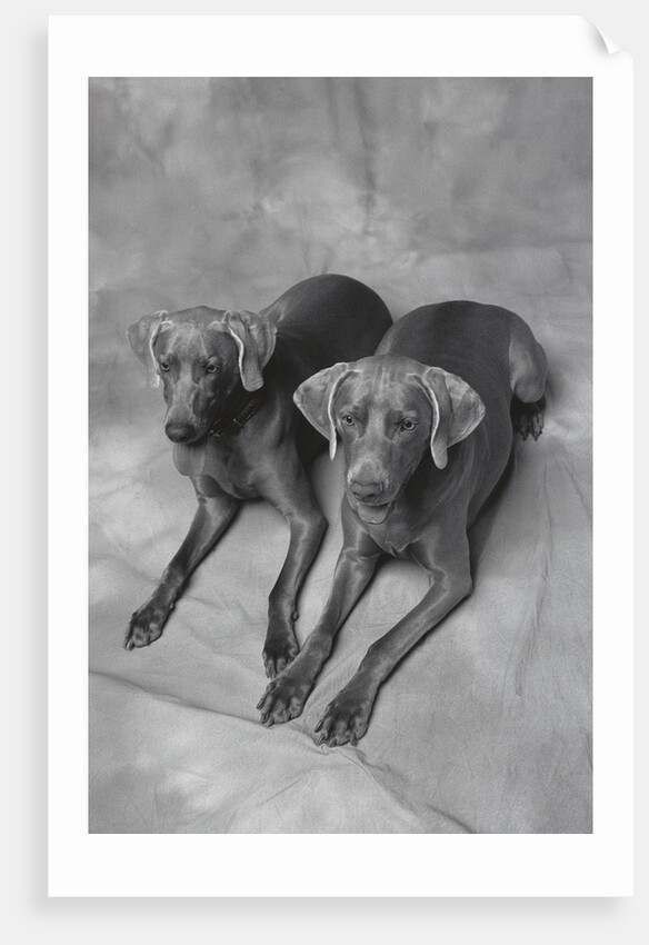 Two Panting Weimaraners Lying Side by Side by Anonymous