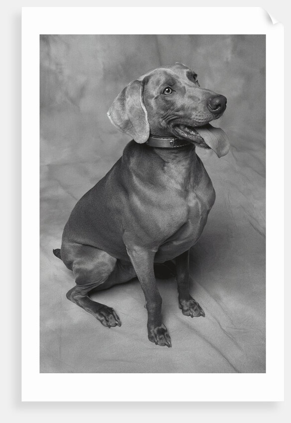 Panting Weimaraner Sitting Obediently by Anonymous
