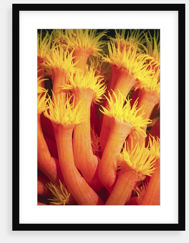 Belau Tube Coral by Anonymous