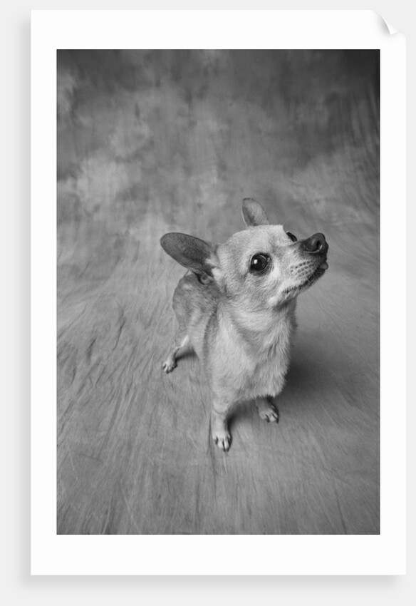Dog Looking Up by Anonymous