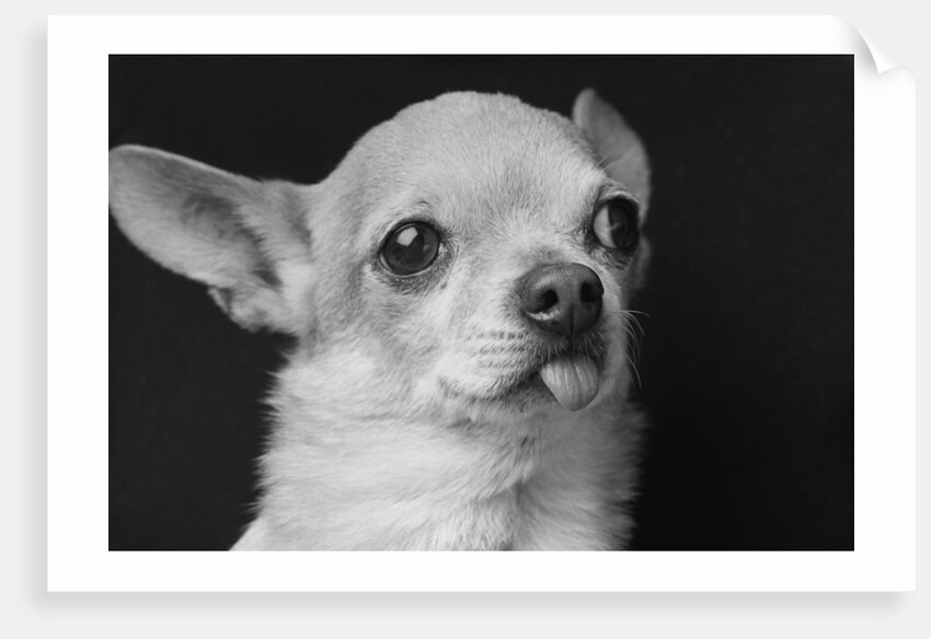 Profile of Dog by Anonymous