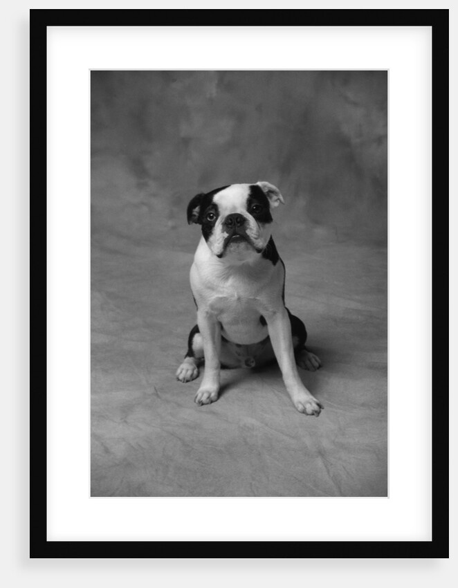 Bulldog by Anonymous