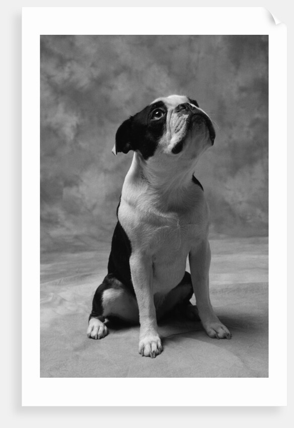 Bulldog Looking Up by Anonymous