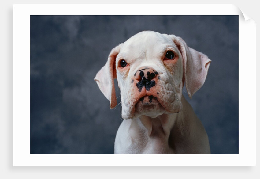Face of Dog by Anonymous