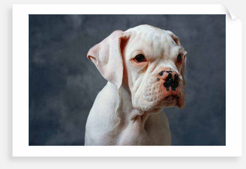 Dog Looking to Side by Anonymous