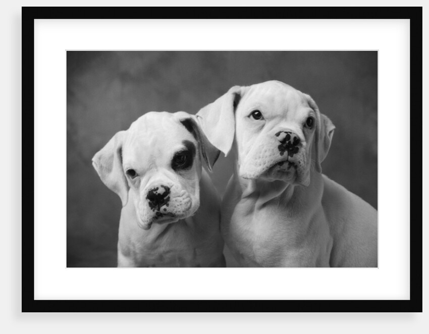 Two Dogs by Anonymous