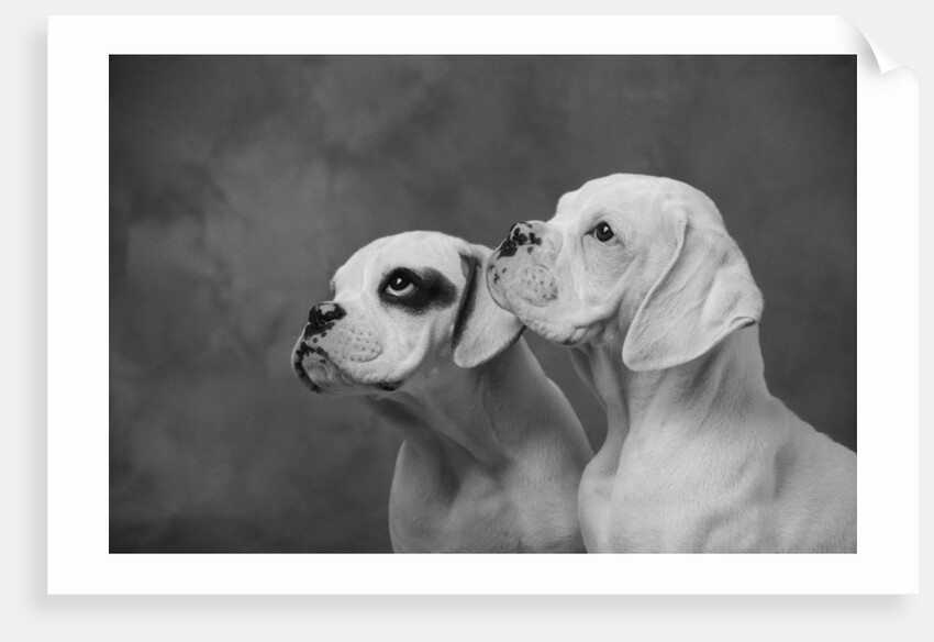 Dogs Looking to Distance by Anonymous