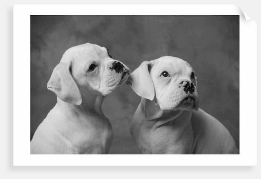 Dogs Sitting Together by Anonymous