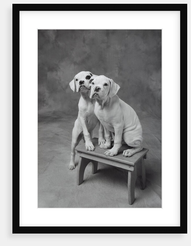 Two Dogs at Bench by Anonymous