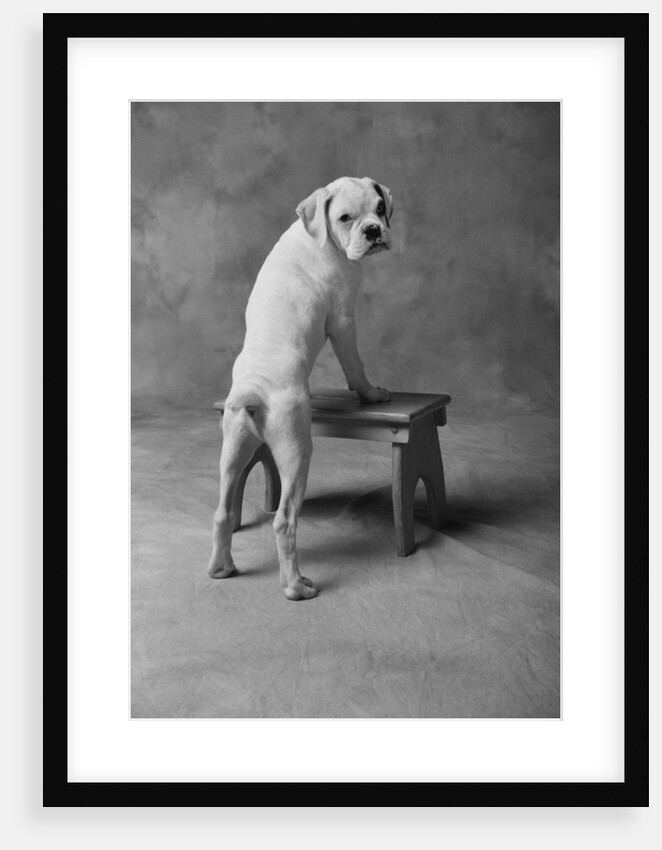 Dog Climbing on Bench by Anonymous