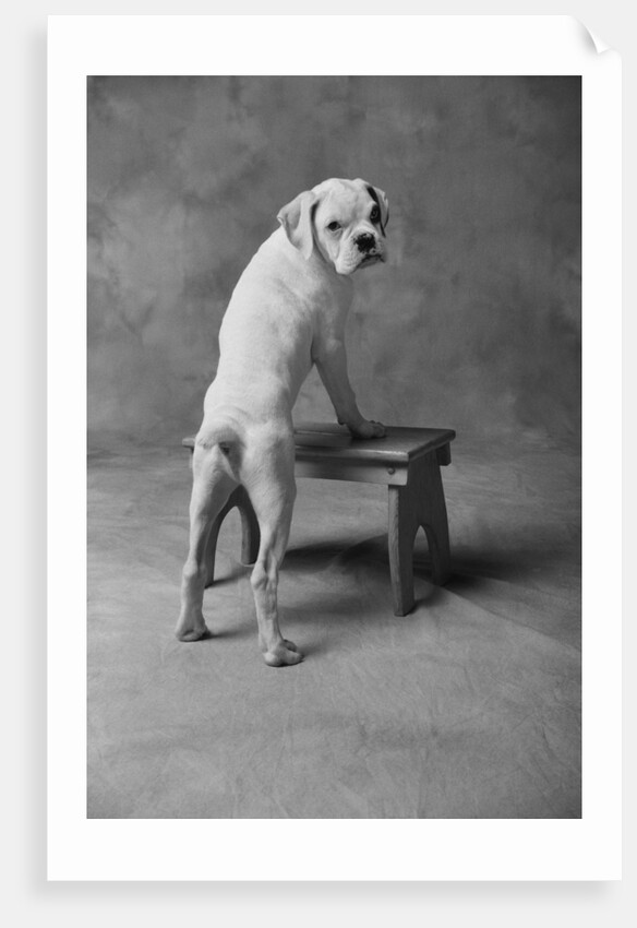 Dog Climbing on Bench by Anonymous