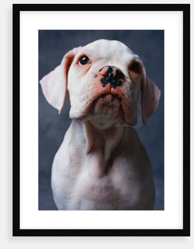 White Boxer Puppy by Anonymous