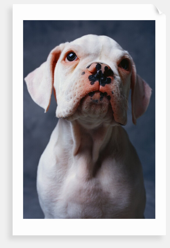 White Boxer Puppy by Anonymous