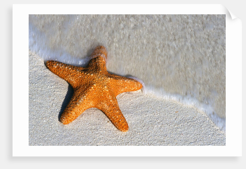 Starfish on Shore by Anonymous