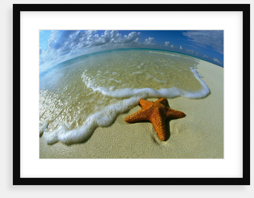 Starfish on Edge of Shore by Anonymous