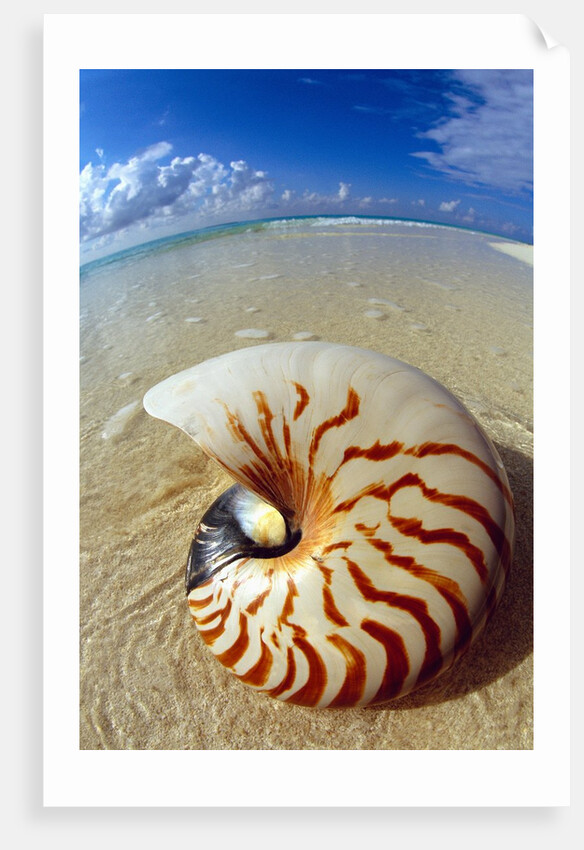 Seashell Sitting in Shallow Water by Anonymous