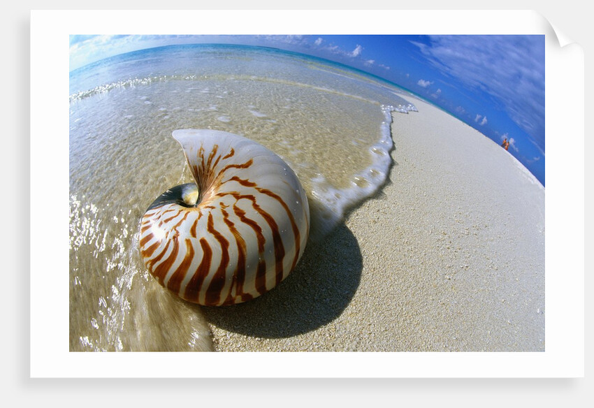 Seashell Resting on Shore by Anonymous