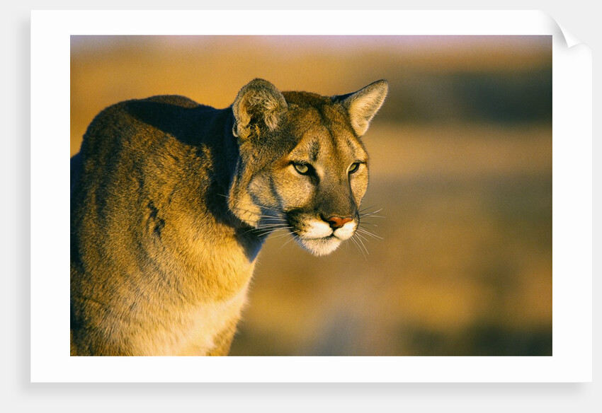 Mountain Lion by Anonymous