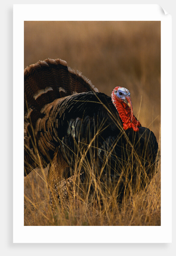 Turkey Showing Mating Display by Anonymous