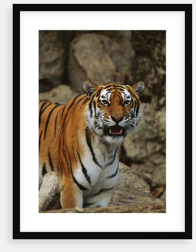 Bengal Tiger Snarling by Anonymous